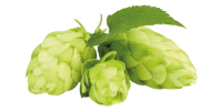 Houblon