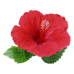 bouteille de verveine